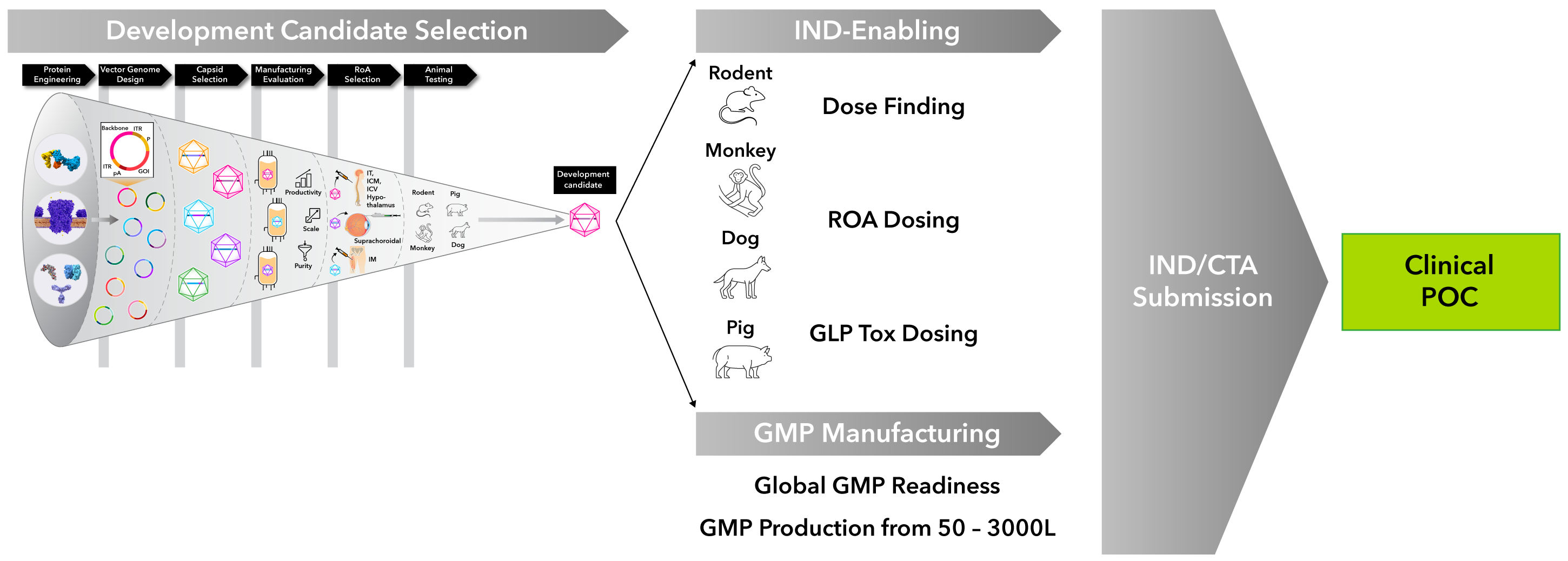 Kriya’s gene therapy development process to clinical proof of concept. 